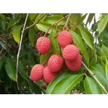 Delicioso litchi chino / / fresca leechee / Fresh Lychee